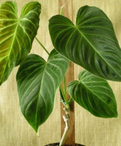 Philodendron Albovirescent